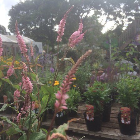 Hulme Community Garden Centre